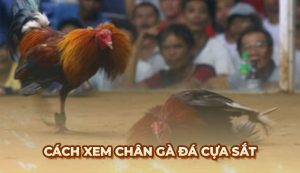 Cách xem chân gà đá cựa sắt để lựa chọn chiến kê tốt